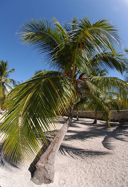 palm trees on santo domingo's white beach stock photo