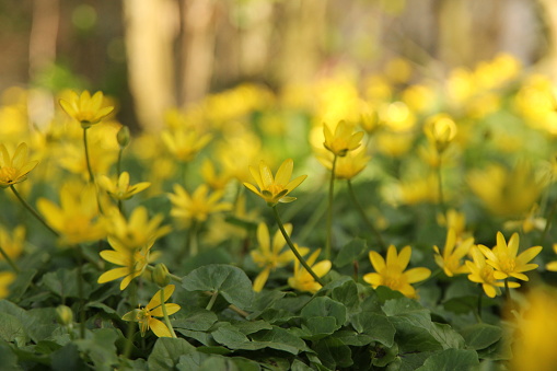 Close up of celandine flowers taken from a low angle with shallow depth of field