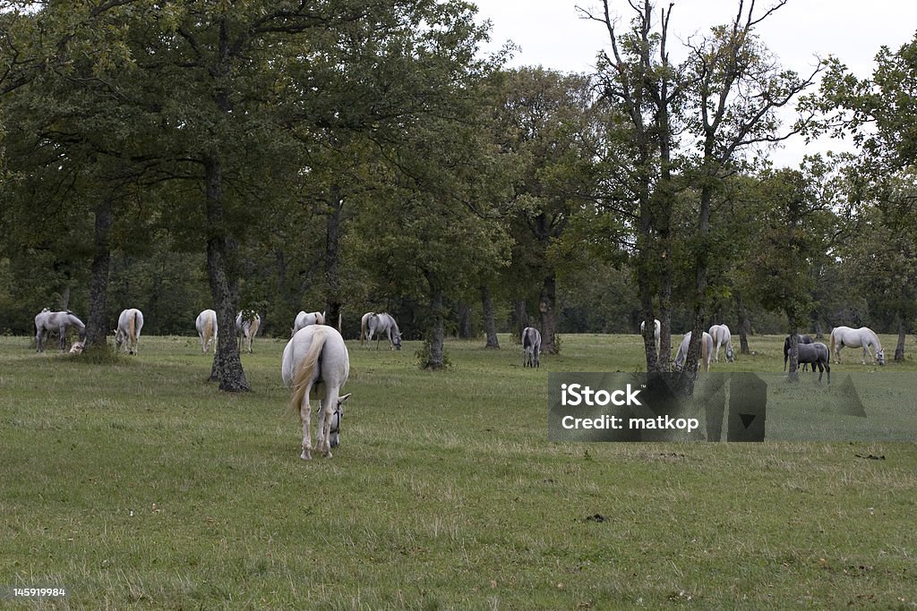 Lippizan konie - Zbiór zdjęć royalty-free (Biały)