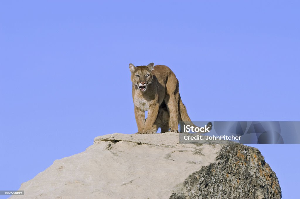 Cougar rugir au photographe qu'elle protège son ensemble - Photo de Puma - Félin libre de droits