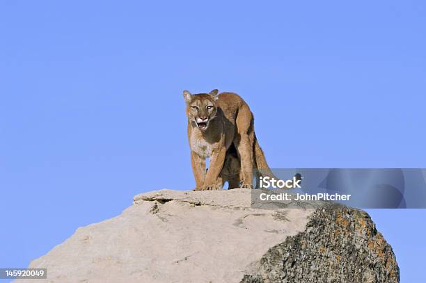 Photo libre de droit de Cougar Rugir Au Photographe Quelle Protège Son Ensemble banque d'images et plus d'images libres de droit de Puma - Félin