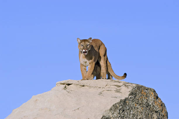 istock Cougar snarling at photographer as she protects her kit 145920049