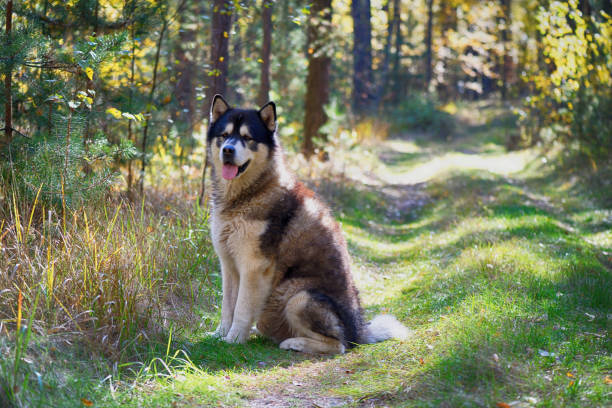 Alaska malamute stock photo