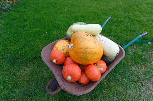 Pumpkins on an old garden cart