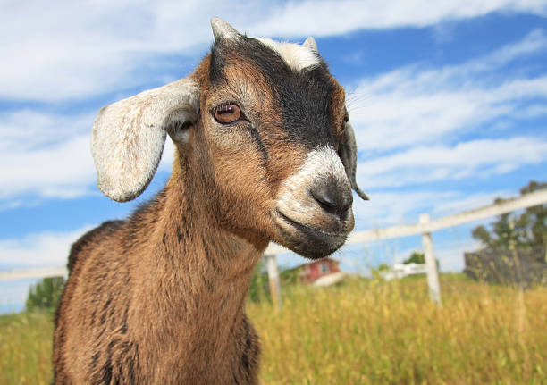 istock Young kinder goat alone in the farm 145920251