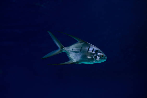 istock Trachinotus goodei fish swimming underwater 1459203475