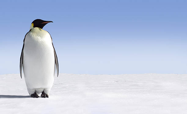 istock Lonely penguin standing on snow covered ground 145920373