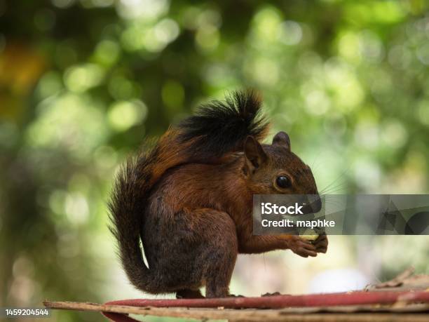 Redtailed Squirrel Rodent Eating In Parque Centenario Park In Cartagena De Indias Bolivar Colombia Latin South America Stock Photo - Download Image Now