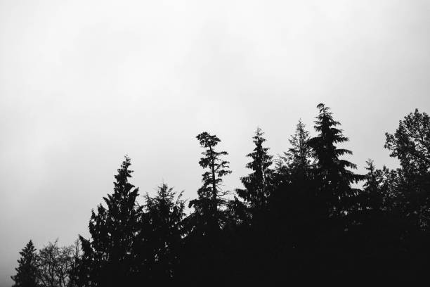 istock Trees among the fog 1459204570