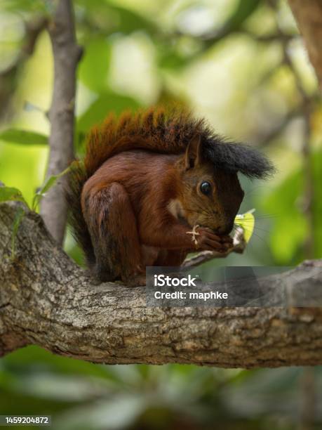 Redtailed Squirrel Rodent Eating In Parque Centenario Park In Cartagena De Indias Bolivar Colombia Latin South America Stock Photo - Download Image Now