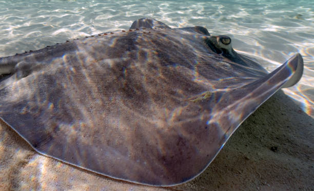 istock Southern Stingrays (Hypanus americanus) in shallow water in South Bimini, Bahamas 1459205298