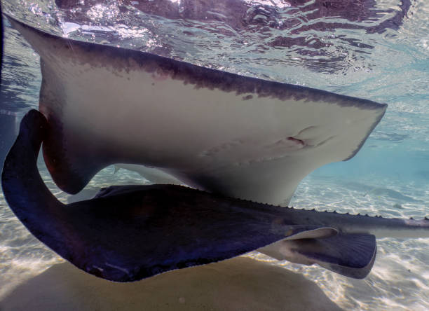 istock Southern Stingrays (Hypanus americanus) in shallow water in South Bimini, Bahamas 1459205301