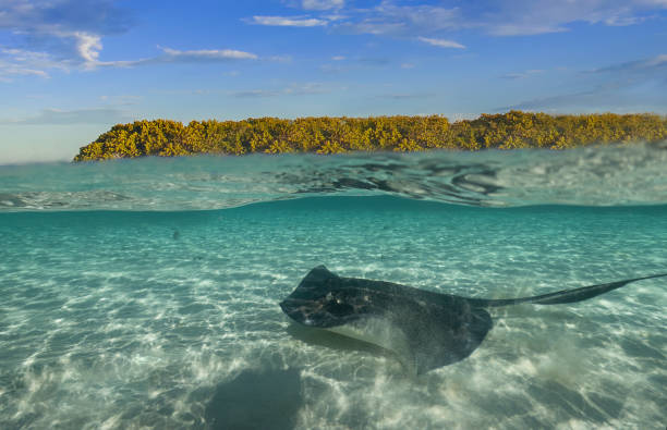 Southern Stingrays (Hypanus americanus) in shallow water in South Bimini, Bahamas