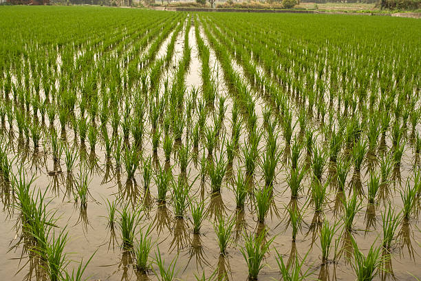 istock rice field in Taiwan countryside 145920532
