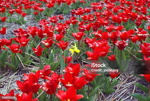 Solitário Flor Amarela - Fotografias de stock e mais imagens de Amarelo - Amarelo, Ao Ar Livre, Cabeça de Flor