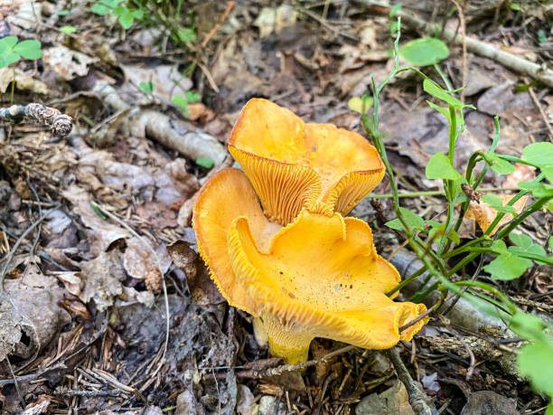 istock chanterelle mushrooms in the forest close up 1459206247