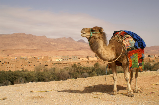 Colorfully dressed camel in Morocco