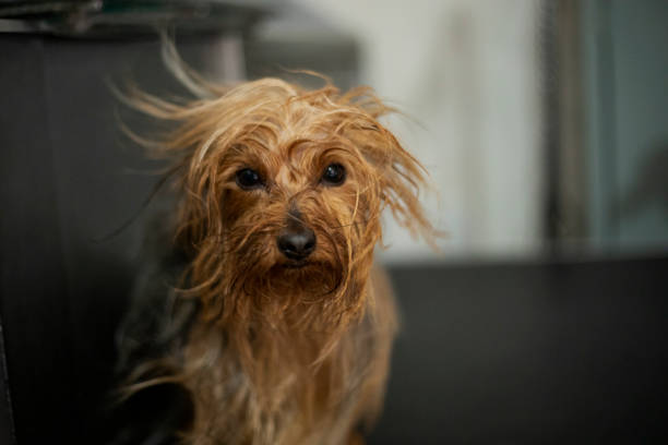 istock dog in canine esthetics 1459208057