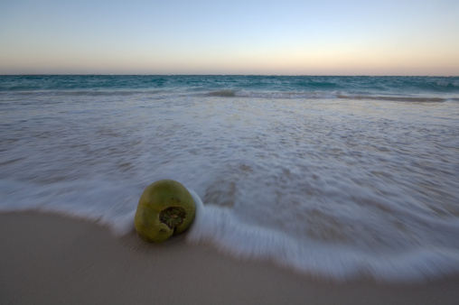 Coconut lying in the surf of the Caribbean sea