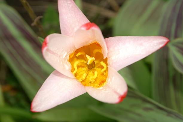 Spring tulip stock photo