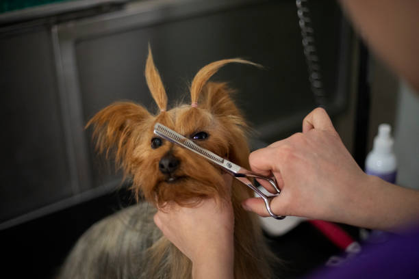 istock dog in canine esthetics 1459208278
