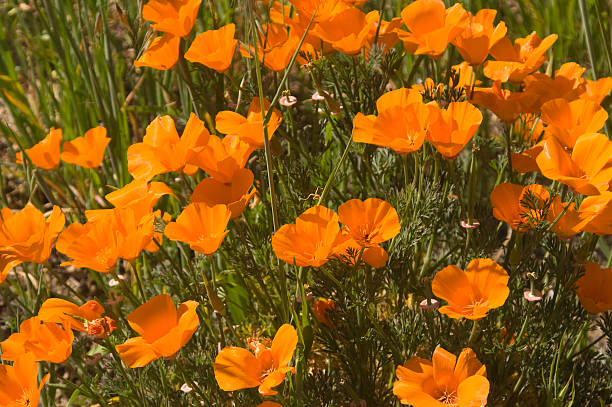 istock California Poppies 145920835
