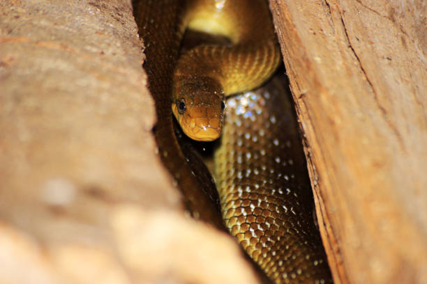istock Aesculapian snake golden colored - (Zamenis longissimus) 1459210633