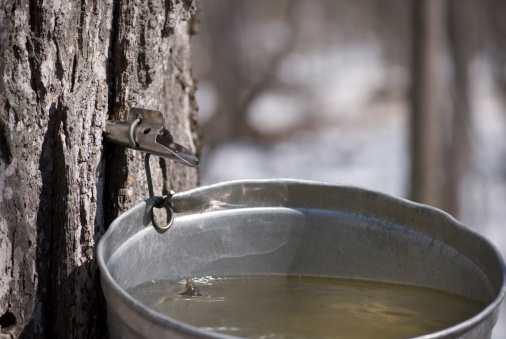Sugar Maple sap dripping into a sap bucket. The maple sap is boiled down to make Maple Syrup.