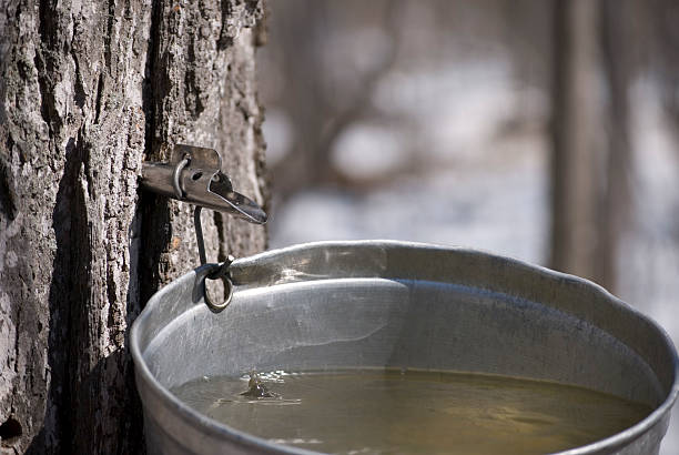 Sugar Maple sap dripping into a bucket Sugar Maple sap dripping into a sap bucket. The maple sap is boiled down to make Maple Syrup. tree resin stock pictures, royalty-free photos & images