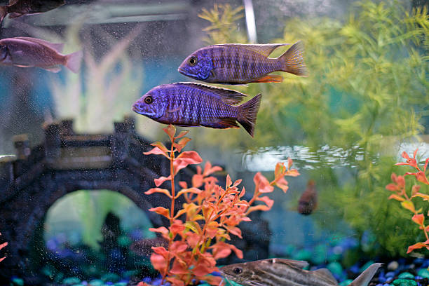 African cichlids (Blue Peacock in focus) in a show aquarium in a pet Store in Port Huron, Mi called \