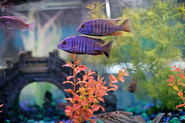 African Cichlids swimming together African cichlids (Blue Peacock in focus) in a show aquarium in a pet Store in Port Huron, Mi called ""Feed and Seed."" cichlid stock pictures, royalty-free photos & images