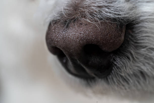 istock Snout of a dog 1459211952