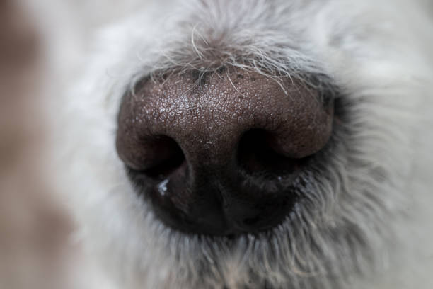 istock Snout of a dog 1459211954