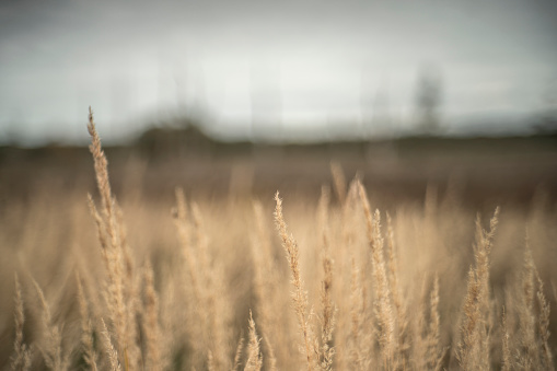 Gloomy autumn day with a field of dry grass.