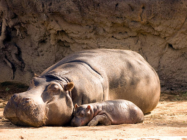 A newborn hippo calf snuggling up to it's sleeping mother.