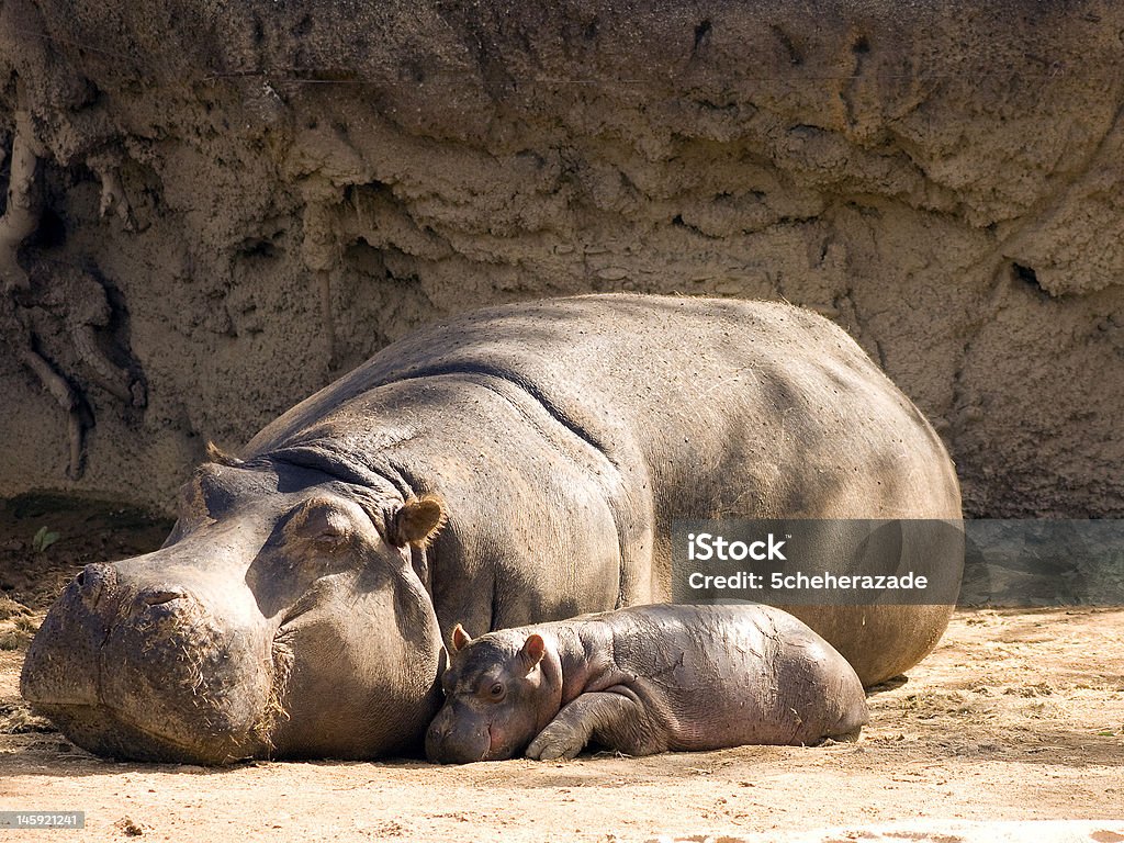 Mother and Baby Hippopotamus A newborn hippo calf snuggling up to it's sleeping mother. Hippopotamus Calf Stock Photo