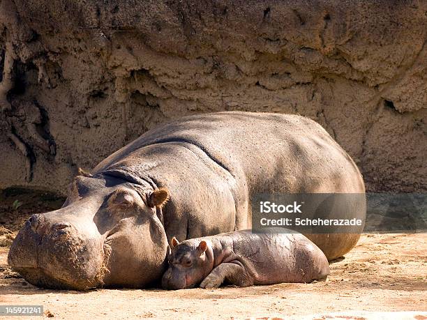 Mother And Baby Hippopotamus Stock Photo - Download Image Now - Hippopotamus Calf, Animal Family, Hippopotamus