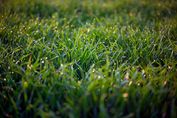 fresh green straws stock photo