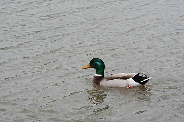 istock duck swimming in a pond 145921531