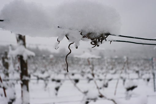 high altitude vineyards in winter with heavy snowfall