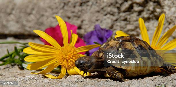 Kleine Schildkröte Und Blumen Stockfoto und mehr Bilder von Blume - Blume, Extreme Nahaufnahme, Fotografie