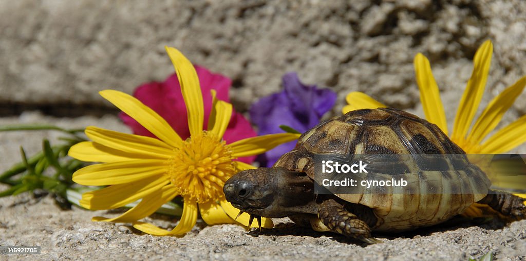Piccole tartarughe e fiori - Foto stock royalty-free di Animale