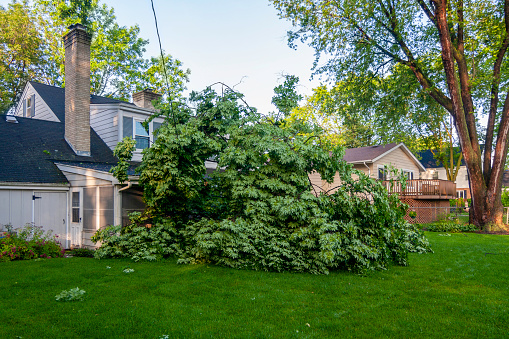 Uprooted maple tree laying across power line to house
