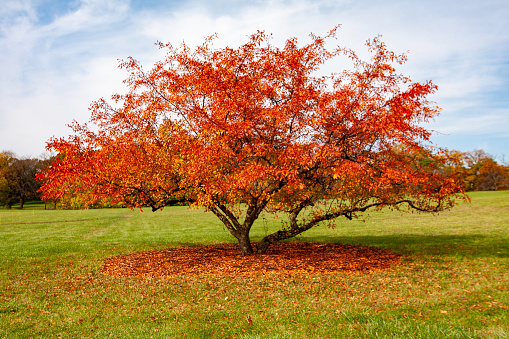 Vibrant tree in a meadow