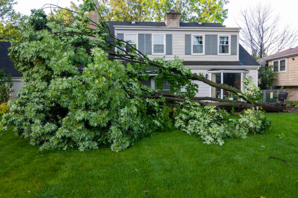 umstürzenden baum - storm damage stock-fotos und bilder