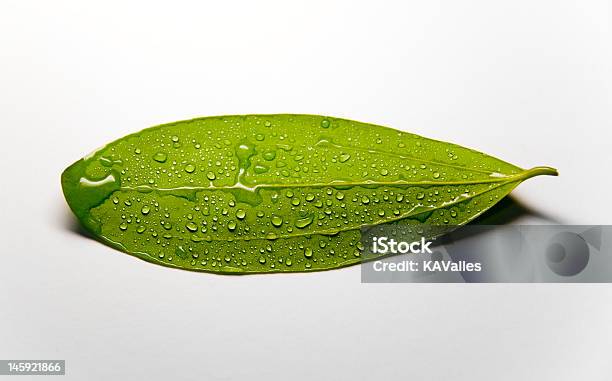 Folha Verde Fresca Com Gotas De Água - Fotografias de stock e mais imagens de Ao Ar Livre - Ao Ar Livre, Branco, Caule de planta