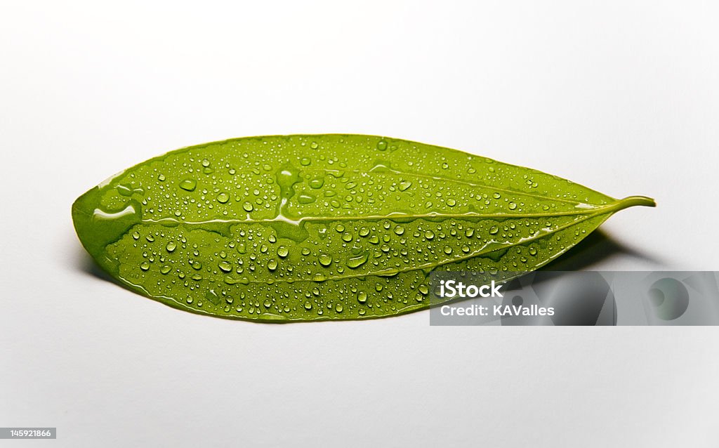 Свежий зеленый лист с ка�пли воды - Стоковые фото Без людей роялти-фри