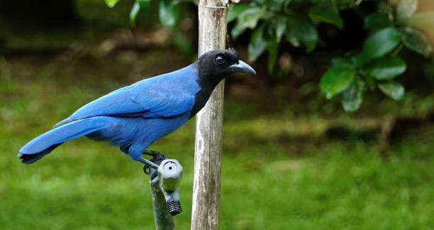 blue crow Blue jay, bird symbol of the state of Paraná, southern Brazil pinyon jay stock pictures, royalty-free photos & images