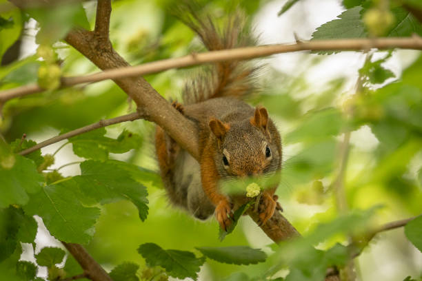 istock Red Squirrel eating White Mulberry Tree fruit 1459219275