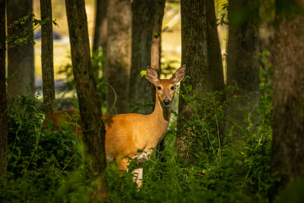 istock White-tailed Doe stops in a sun ray in the woods 1459220266